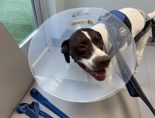 Cvets Columbia Veterinary Emergency Trauma And Specialty