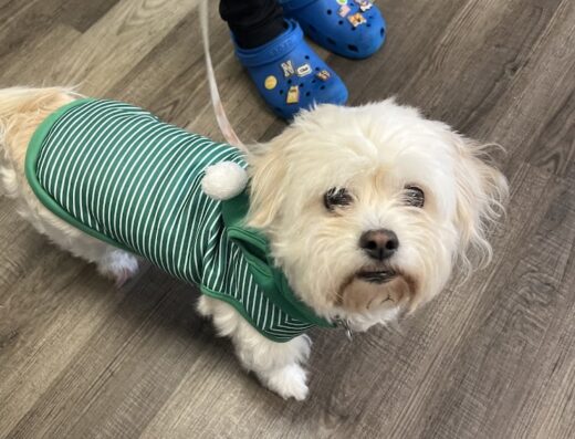 Cypresswood Animal Clinic