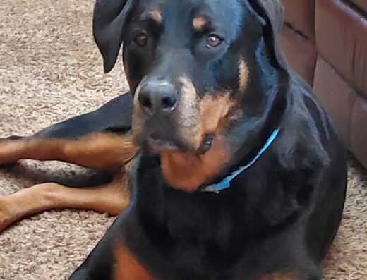 Dakota Large Animal Clinic