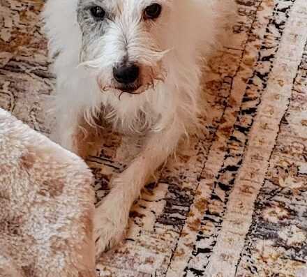 Danville Veterinary Care