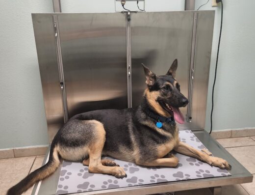 Debary Animal Clinic