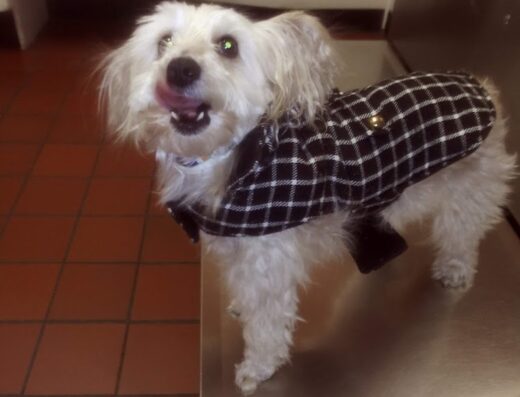 Diamond Hill Animal Clinic