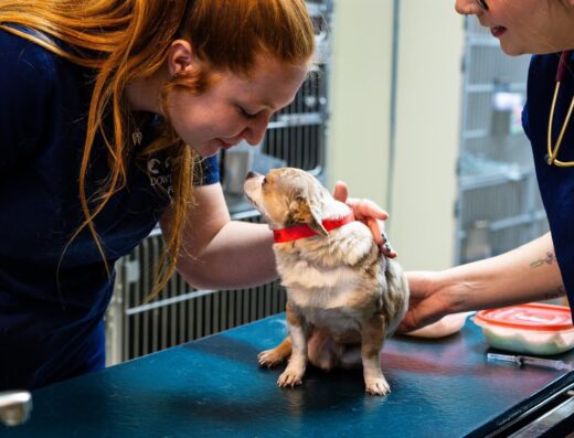 Dowlen Road Veterinary Center