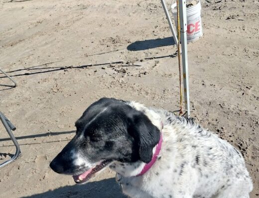 East Ridge Veterinary Hospital