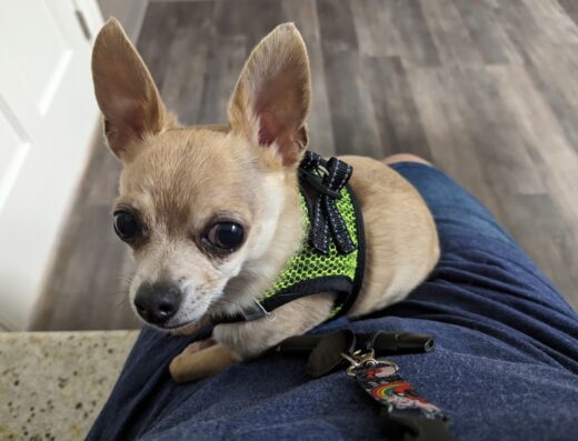 East Tennessee Veterinary Hospital Gray