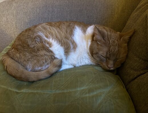 East Tennessee Veterinary Ultrasound