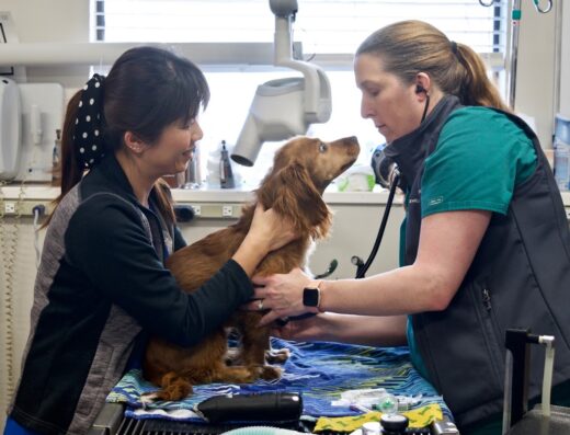 East Valley Veterinary Clinic