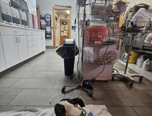 Eastwood Animal Clinic