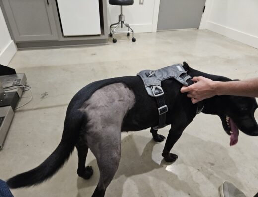 Fayette County Vet Clinic Inc