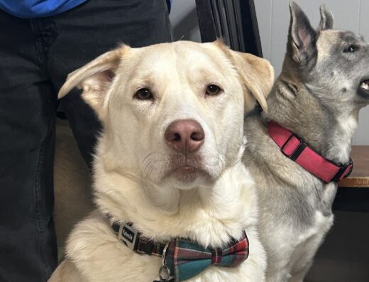 Ferguson Animal Hospital