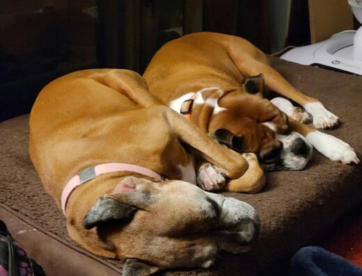 Finch Hill Veterinary Clinic