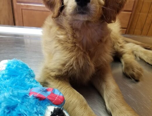 Fishing Creek Veterinary Center