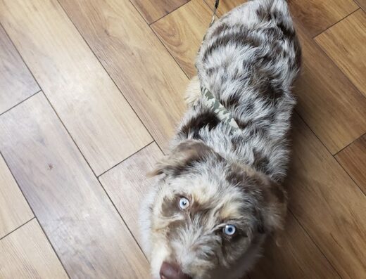 Foster Veterinary Clinic