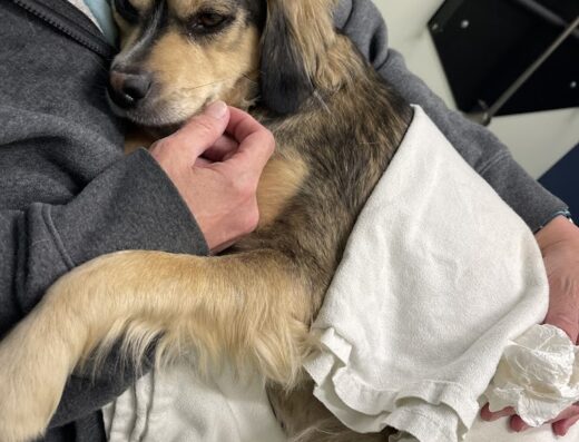 Foundations Animal Hospital