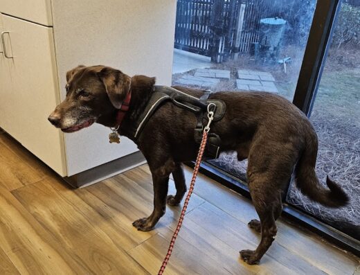 Four Paws Animal Clinic