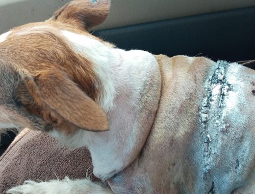 Fritz Speck Dvm Central Texas Veterinary Hospital