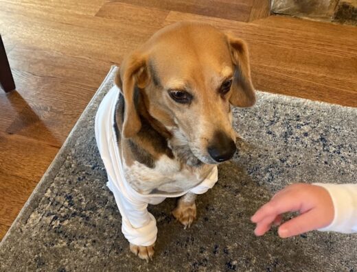 Germantown Animal Hospital