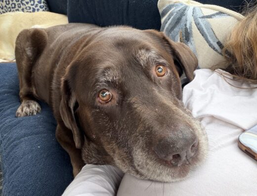 Grace Animal Hospital