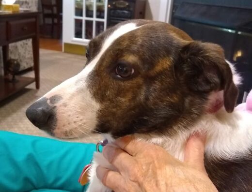 Grand Canyon Veterinary Hospital