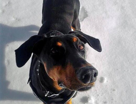 Green Mountain Animal Hospital North Avenue