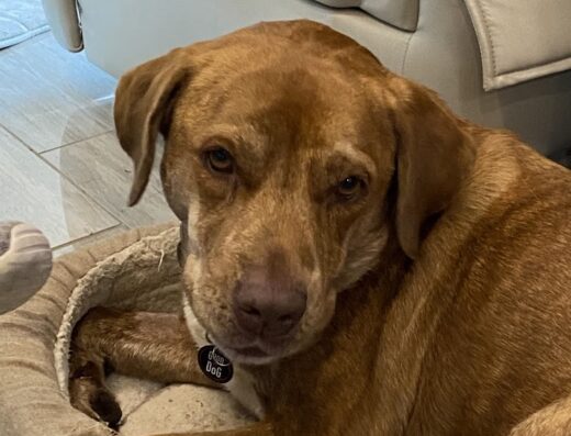 Green Mt Veterinary Hospital