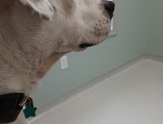 Greencastle Veterinary Hospital