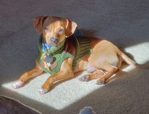 Greenwich Valley Vet Clinic