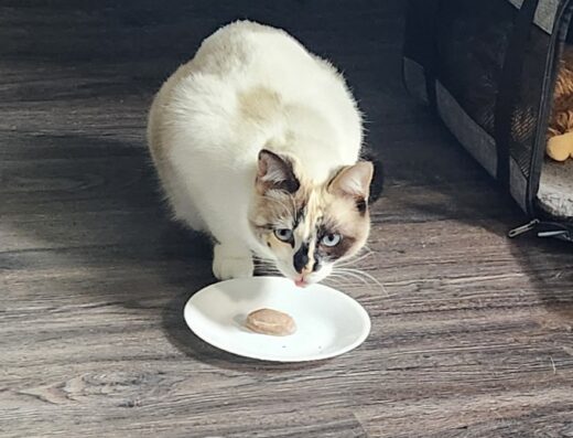 Gregory Animal Clinic