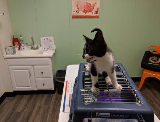 Griffin Animal Hospital