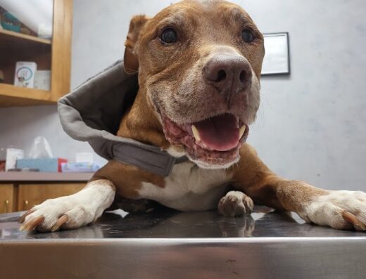 Hampton Animal Hospital