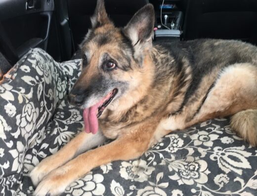 Healing Paws House Calls Llc