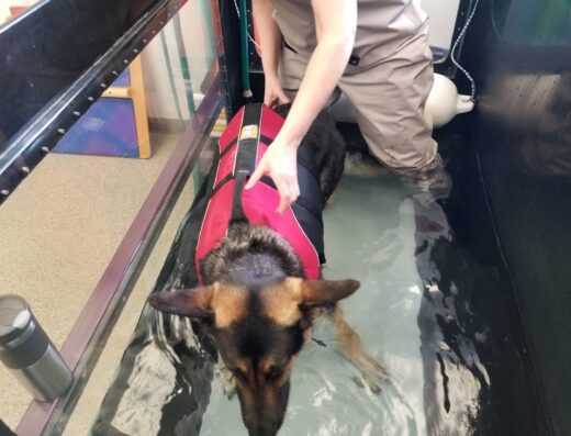 Healing Paws Veterinary Rehabilitation