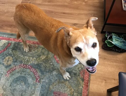 Heart Of Vermont Vet At Home End Of Life Care For Pets