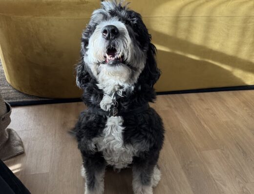 Hillsboro Animal Hospital & Pet Resort