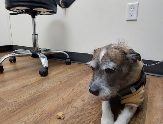 Holladay Veterinary Hospital