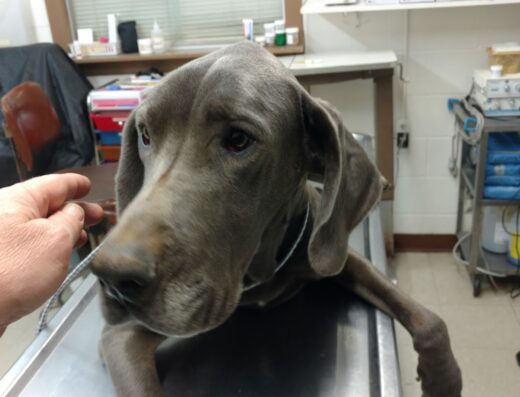 Huntingdon Animal Clinic