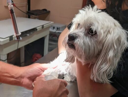 Huron Veterinary Hospital