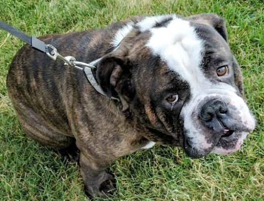 James Valley Veterinary Clinic