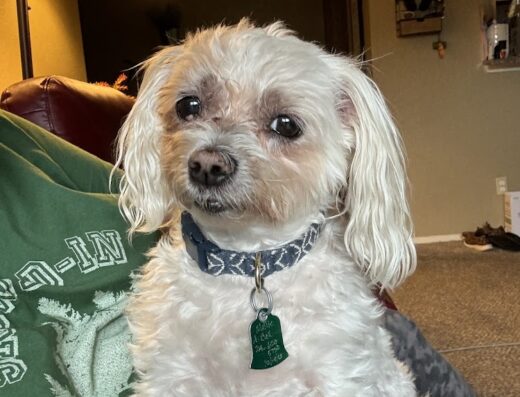 Key City Veterinary Clinic