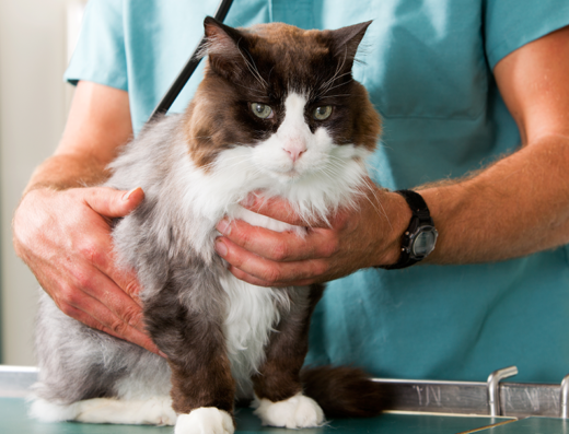 Kittanning Veterinary Hospital