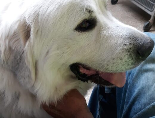 Lake Veterinary Clinic