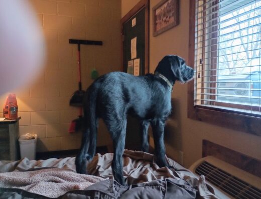 Lakeview Veterinary Clinic