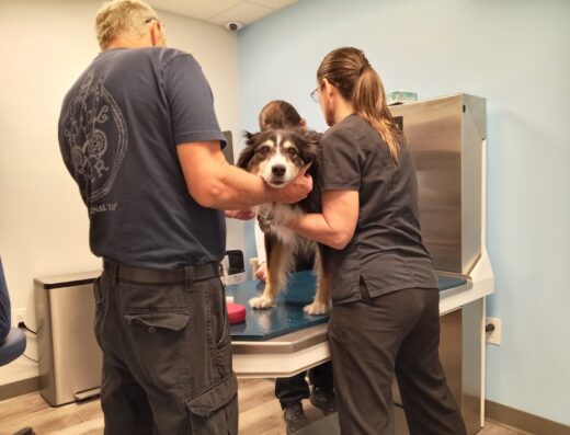 Lehi Animal Hospital