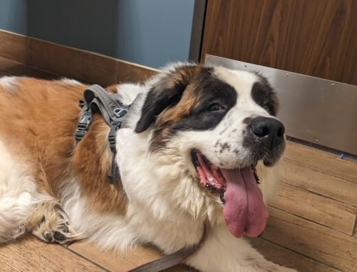 Lewisburg Animal Hospital