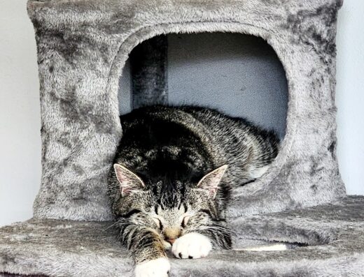 Line Mountain Animal Hospital