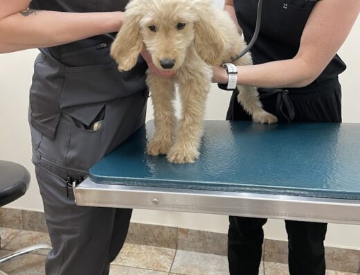 Lone Peak Veterinary Hospital