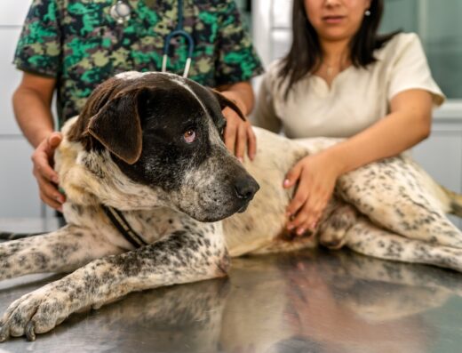 Longwood Veterinary Center