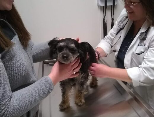 Malletts Bay Veterinary Hospital