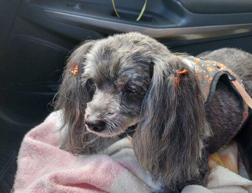 Meadowlands Veterinary Hospital