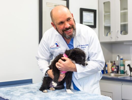 Medvet Northern Virginia